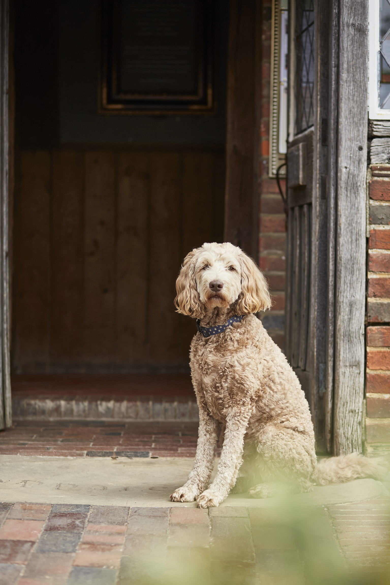 Bilbo the pub dog, waiting in a doorway.